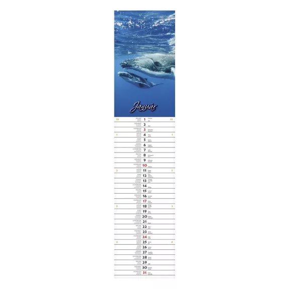 Falinaptár CSG 110x480mm álló Szép napot! jegyzetnaptár 2027 Falinaptár CSG 110x480mm álló Szép napot! jegyzetnaptár 2027